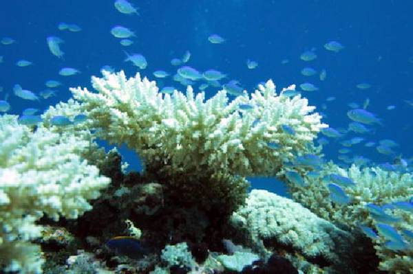 Maxi sbiancamento coralli, evento peggiore della storia