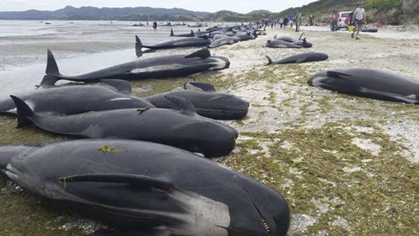 Oltre 400 balene spiaggiate in Nuova Zelanda, 250-300 morte