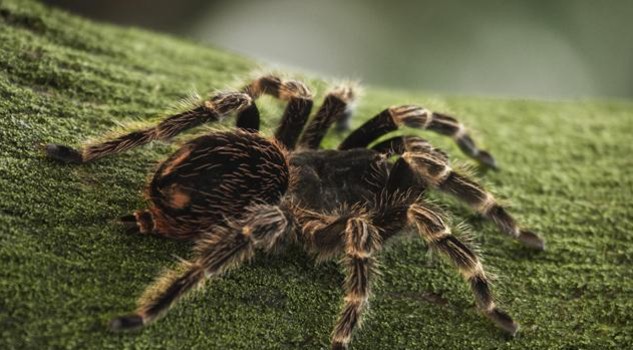 Risultati immagini per animali della foresta tropicale ragni