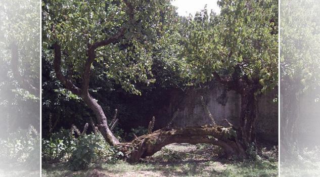 Il giardino dei monaci olivetani a S. Maria Nova sull'Appia Antica