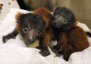 Una coppia di lemuri rossi partoriti e abbandonati nello zoo di Vienna