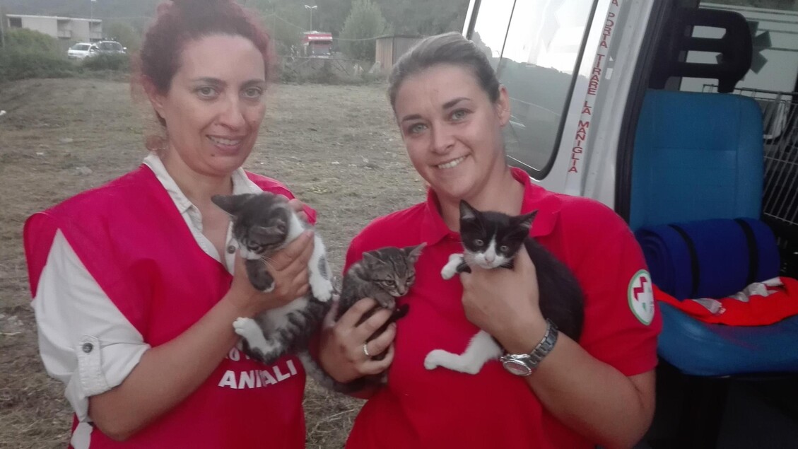 Tre gattini salvati dalle macerie