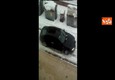 Maltempo: autista non sa guidare sulla neve, il video diventa virale © Ansa