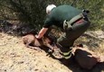Cervo ferito soccorso dalla Forestale a Iglesias © ANSA