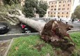 Maltempo a Roma, albero cade su strada © ANSA
