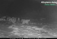 Maltempo, branco di lupi ripreso sull'Altopiano di Asiago © ANSA