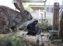 Animal Watching : Cucciolo di coniglio in compagnia della mamma - luigi onofrio (ANSA)