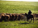 Mucche uruguaiane (ANSA)