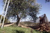 Raccolta delle olive (ANSA)
