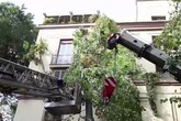 Maltempo a Roma, albero cade su palazzo