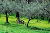 Turismo: terra sapori; da Trieste a Polcenigo ulivo è di casa (ANSA)