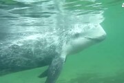 Delfino in difficolta' salvato nelle acque di Porto Rotondo