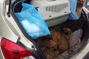 Polstrada sequestra 22 cuccioli di cane