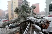 Potenza sotto la neve, alberi crollati per il vento