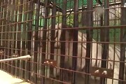 Caldo killer in India, soffrono anche le tigri