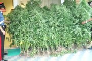 Traffico marijuana da Albania a Rimini, 7 fermi