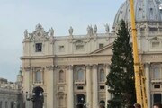 A San Pietro issato l'albero di Natale