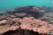 Australia, acqua calda devasta Grande Barriera Corallina