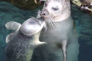 Fiocco azzurro all'acquario di Genova, e' nato un cucciolo di foca