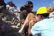 Amatrice, salvato un cane 9 giorni dopo il sisma