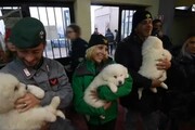 I tre cuccioli salvati dalle macerie dell'hotel Rigopiano