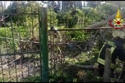 Maltempo: crolla albero a Villaputzu
