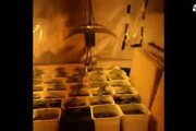 Miniserra a Pula con 50 piante marijuana
