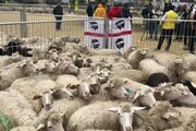 A Cascia 1000 pecore sarde, regalo dei pastori