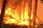 Portogallo: incendio boschivo, almeno 57 morti