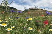 Sisma: per la fioritura tornano i turisti a Castelluccio di Norcia