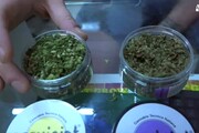 La cannabis legale e' arrivata in Italia