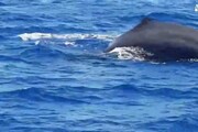 Le immagini di una balena avvistata tra Ponza e Ventotene