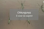 Chikungunya: 6 cose da sapere
