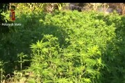 Piantagione con 2.500 piante canapa indiana nel Catanese, sequestrata da polizia
