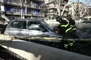 Cade albero a Roma, danneggiate tre auto e uno scooter