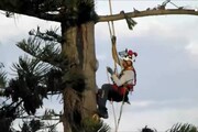 Tree climber 'salva' Araucaria alta 38 metri