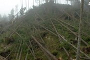 Maltempo Alto Adige: esperto, recupero boschi molto difficile
