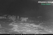 Maltempo, branco di lupi ripreso sull'Altopiano di Asiago