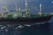 Giappone: balene; governo lascia Iwc per riprendere caccia