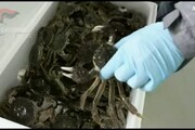 Sequestrati 360 kg di granchi vivi e pesce mal conservato