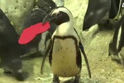 Pinguini inguaribili romantici