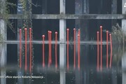 'Fioriscono' Spilli in un lago a Roma