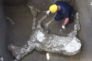 Nuove scoperte a Pompei, ecco il calco di un cavallo