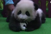 Malesia: baby-panda di cinque mesi presentata alla stampa