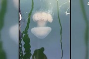 Maxi medusa avvistata a Cagliari