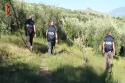 Droga: polizia sequestra piantagione con 2.545 piante di cannabis indica