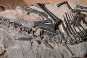 Bruno si presenta al pubblico, ricostruito fossile del dinosauro
