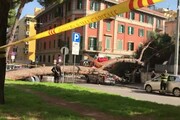 Roma, pino crollato vicino a un liceo