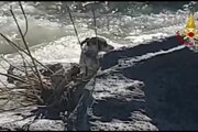 Cane bloccato su una roccia di un fiume, salvato da pompieri