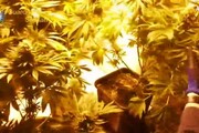 Serra di marijuana in mansarda ad Alghero, un arresto